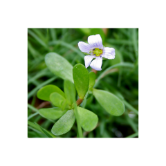 Brahmi, 60 Kaps.
